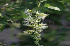 Pithecellobium dulce